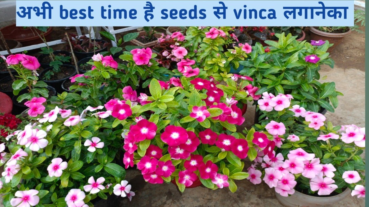 Vinca अभी लगायेंगे तो summar मे गार्डन flower से भरा होगा🌼🌸💮