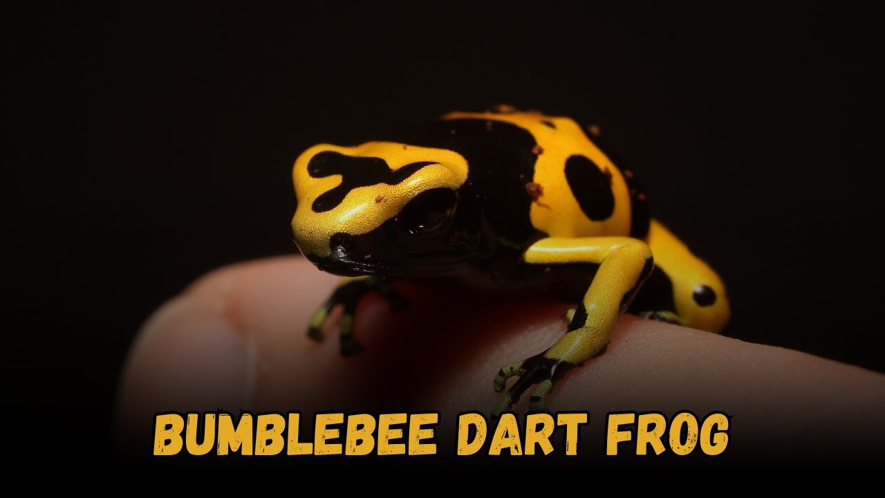 Bumblebee Dart Frog Guide: Buying Cost, Diet, Tank Setup, Misting & Cleaning Tips