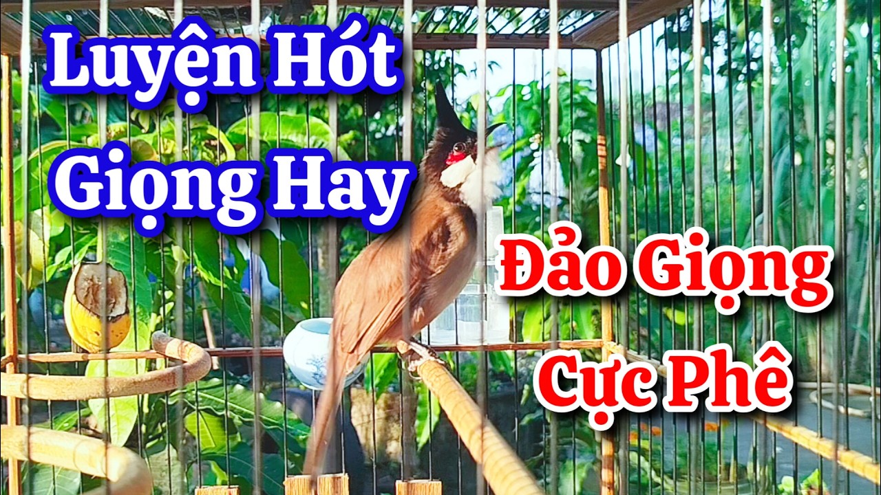 chào mào hót sáng kích bổi - luyện giọng hay ép bổi sổ bọng và căng lửa - chào mào hót đấu