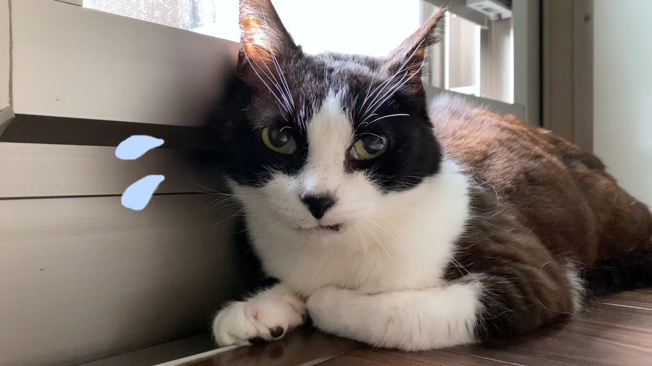 知らない人が来た！怖いー！！【猫２匹それぞれの反応】