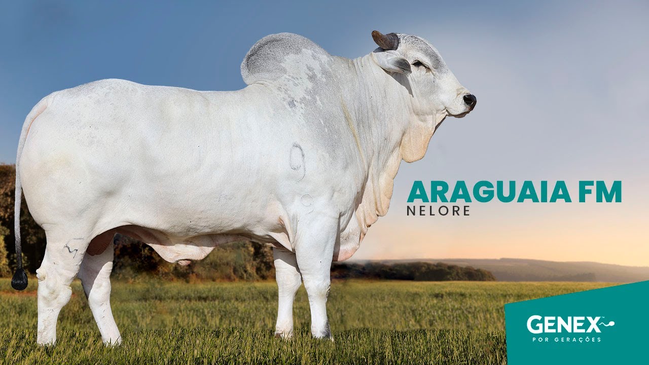 ARAGUAIA FM  - TOURO NELORE CEIP