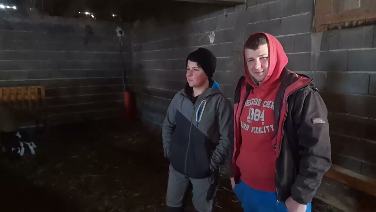 Jedne od Najboljih Ovaca Dubska Pramenka Srednje Bosne Midhet Rubanović