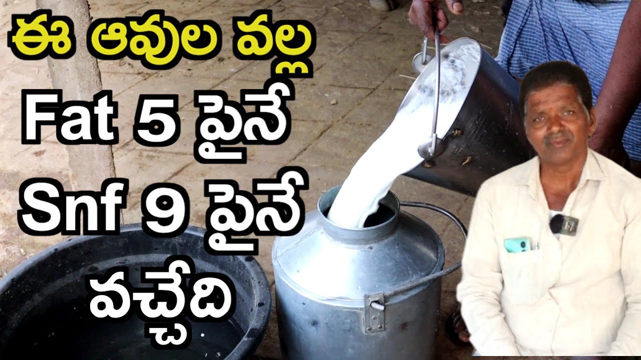 Fat snf బాగుంది |Jagadishwar reddy dairy farm |mallesh adla|