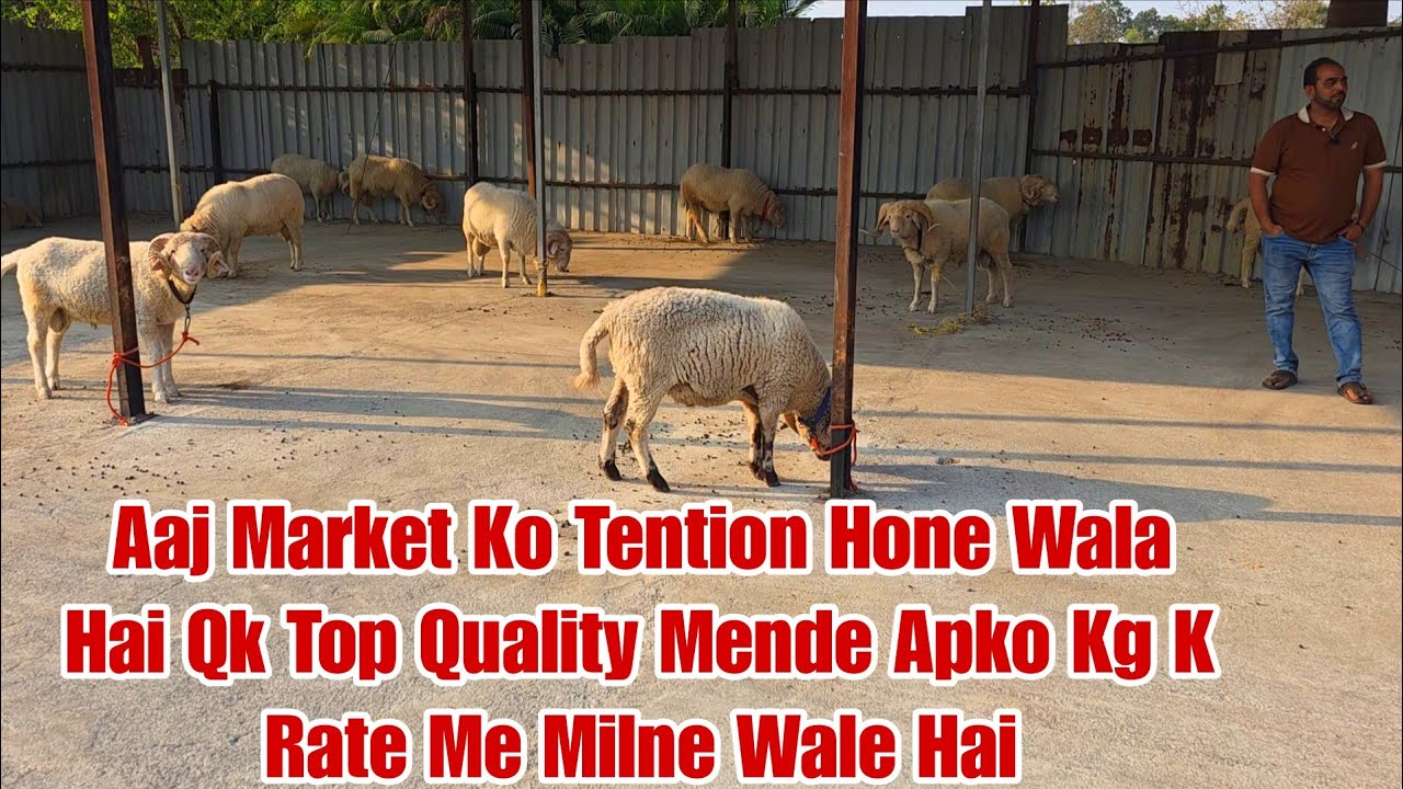 Aaj Market Ko Tention Hone Wala Hai Qk Top Quality Mende Apko Kg K Rate Me Milne Wale Hai