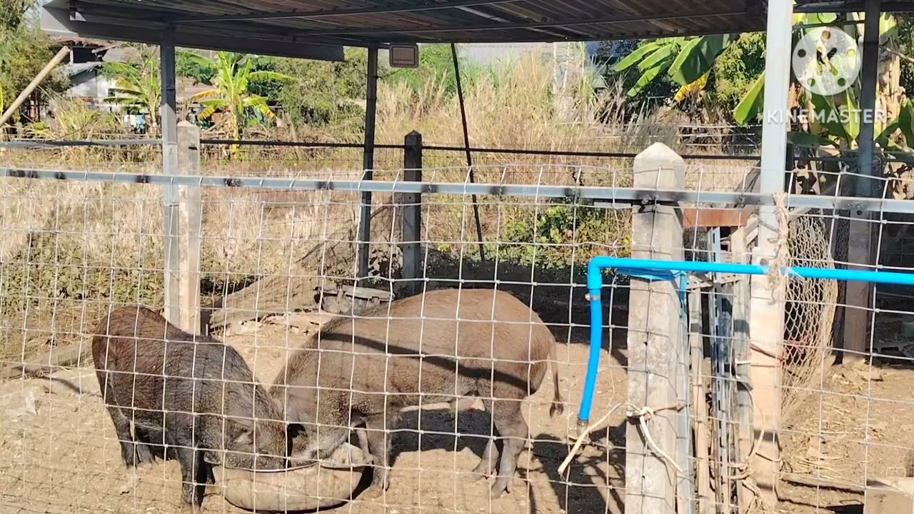 เลี้ยง​หมูป่า​พ่อพันธุ์​ให้อ้วนท้วน​สมบูรณ์​