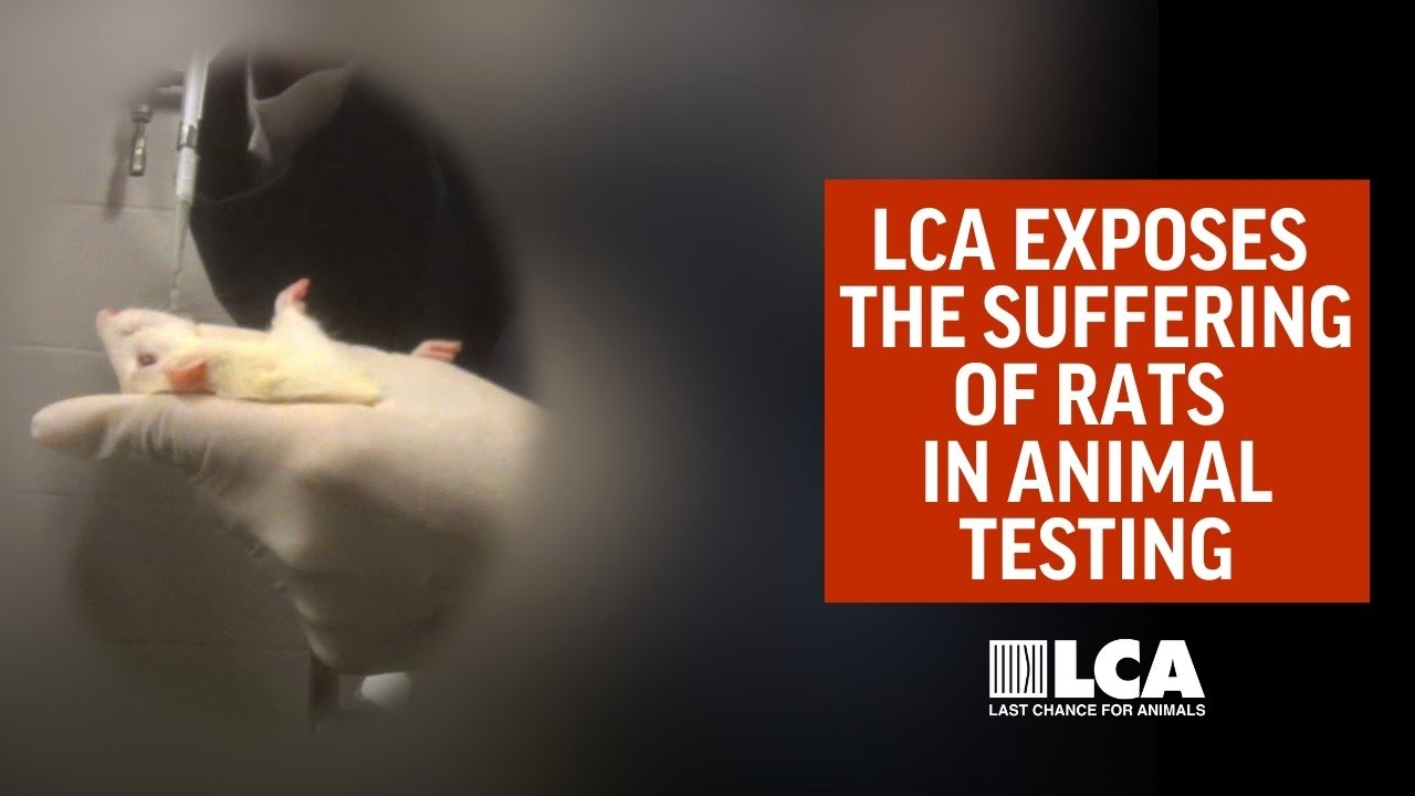 Animal Testing is Torture | Rat Testing Undercover Investigation