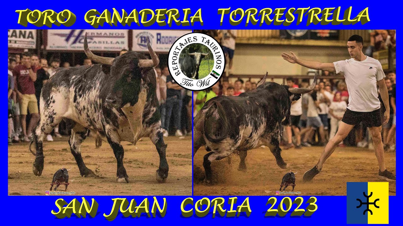 GANADERIA TORRESTRELLA SAN JUAN CORIA 2023  CLAVEL #toro #sanjuan #coria #ganaderias #festejos