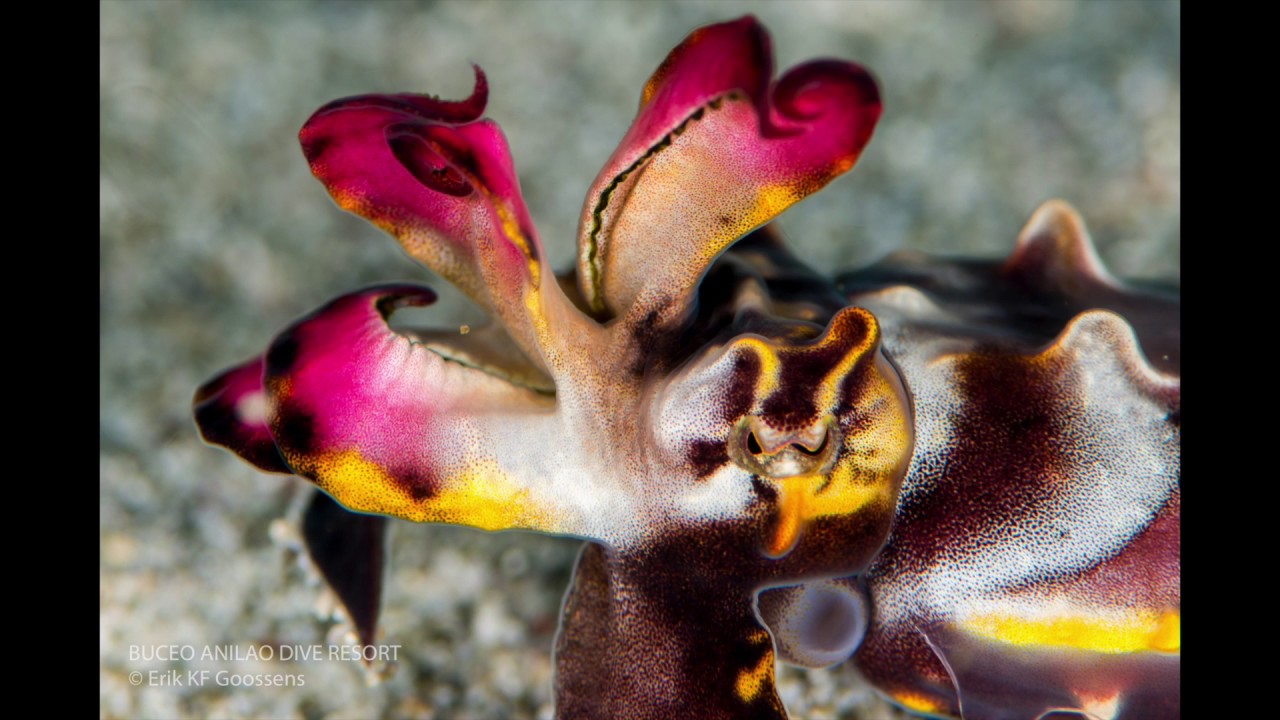 Buceo Anilao Video Macro Diving