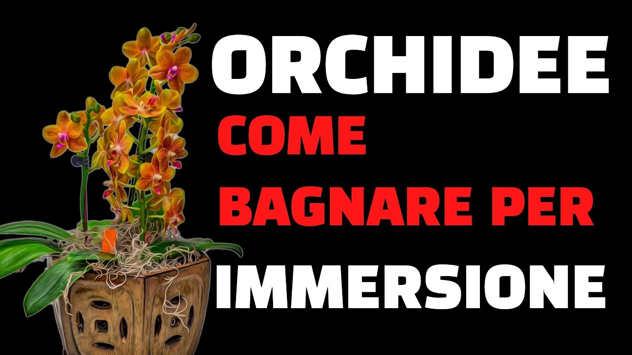 Orchidee come bagnare per immersione