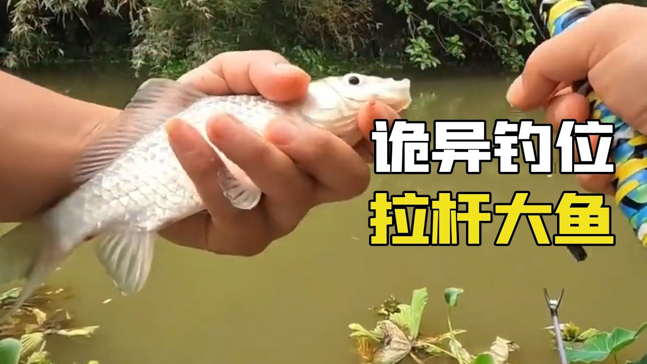 野釣詭異釣位，大魚拖感差點拉不住，暴躁魚情原因難以置信！