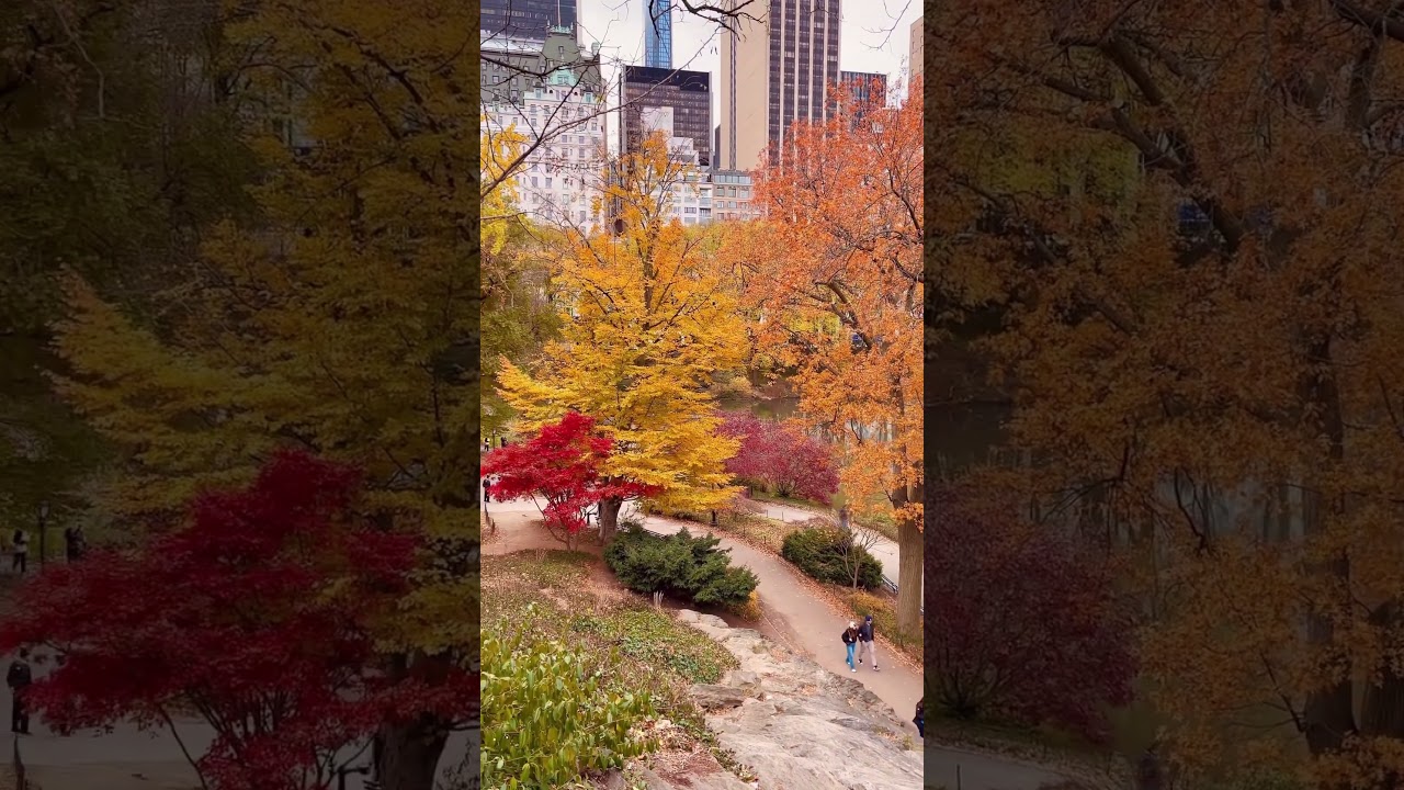 Fall foliage by the Pond in Central Park in New York City filmed on November 29, 2022 #newyork #fall