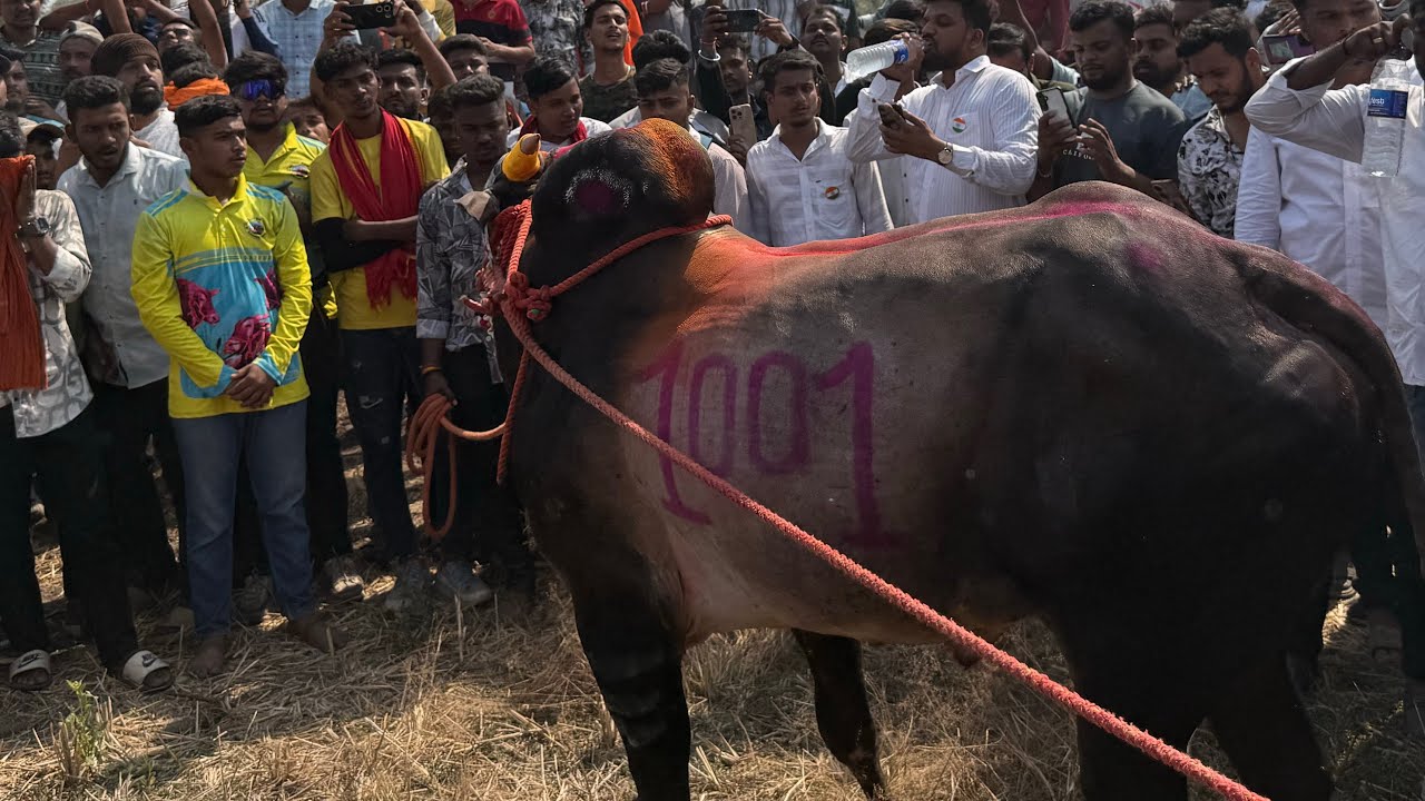 सावळी  मैदान देसाई २०२५ मथुर १००१ ला बघाला खूप गरदी झाली रायफल ०७७० वजीर ०७७०