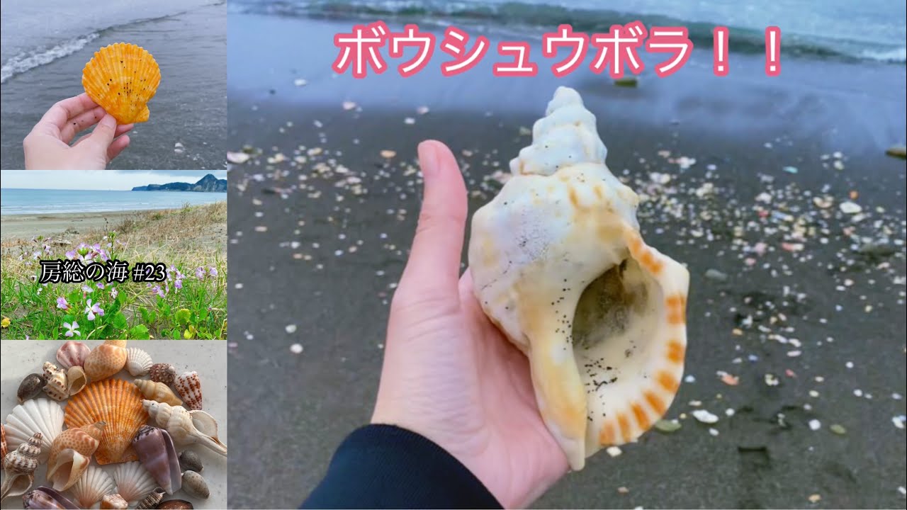 房総の海#23 色鮮やかなヒオウギ/ついに！ボウシュウボラを拾う/深海のイトマキナガニシ/冬の思い出 Part1/ハルシャガイ/ナガニシ/貝殻拾い