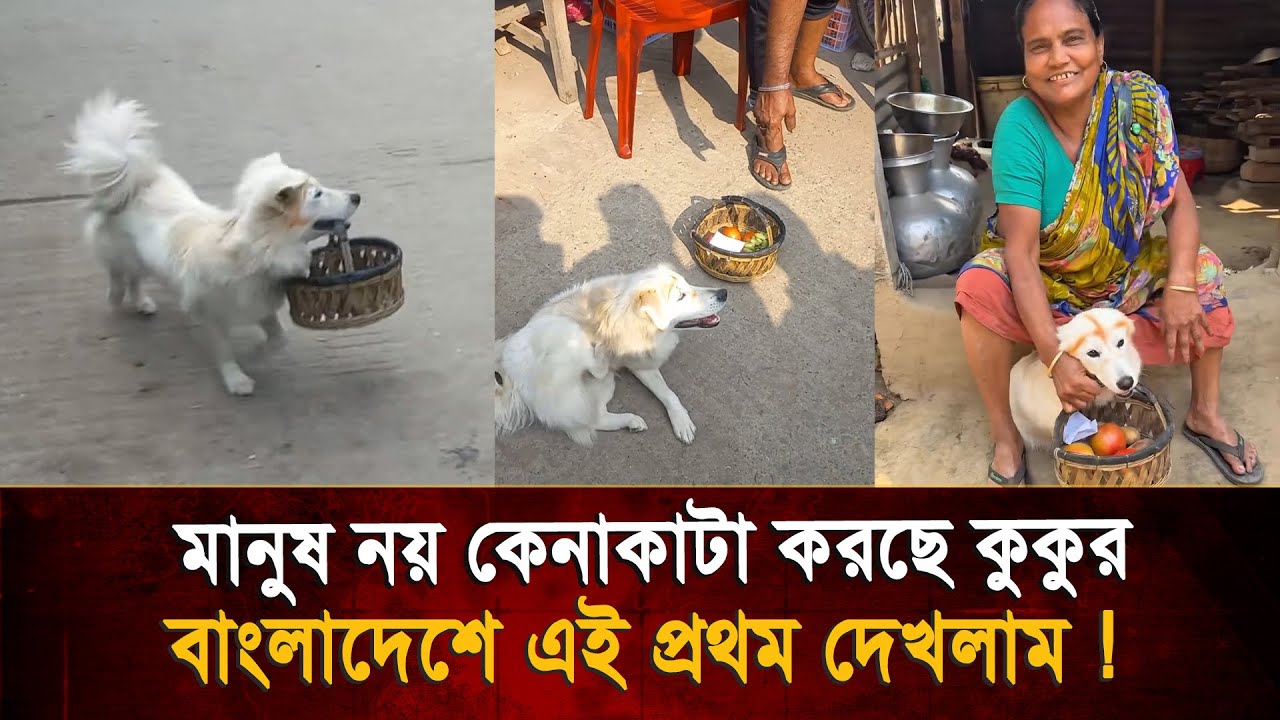 মানুষ নয়, বাজার থেকে যখন তখন সদাই কিনে আনছে কুকুর, যশোরের মিকির অবিশ্বাস্য কীর্তি !