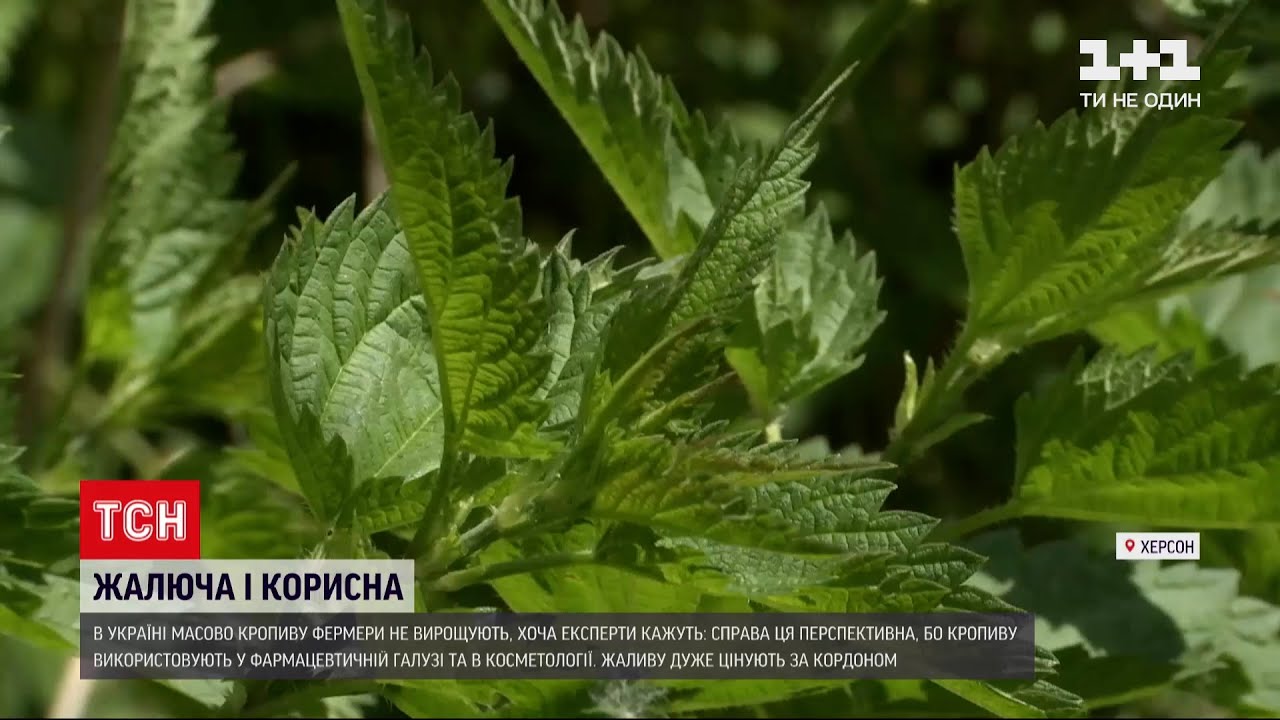 Новости Украины: сколько можно заработать на выращивании крапивы, и что из нее можно приготовить