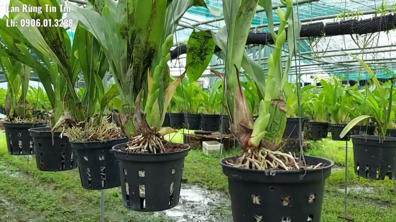 Lan hoàng hậu kích hoa thành công, 4/10/2022( 0906.01.3238)