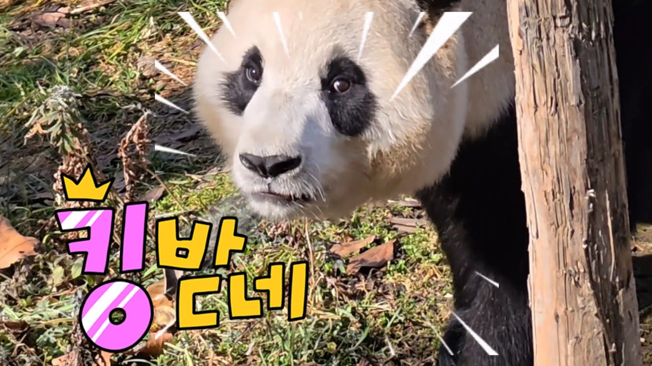 2/14 푸바오실시간 오전(1) 역대급으로 늦게 내실문 개방.  푸야의 반응은?