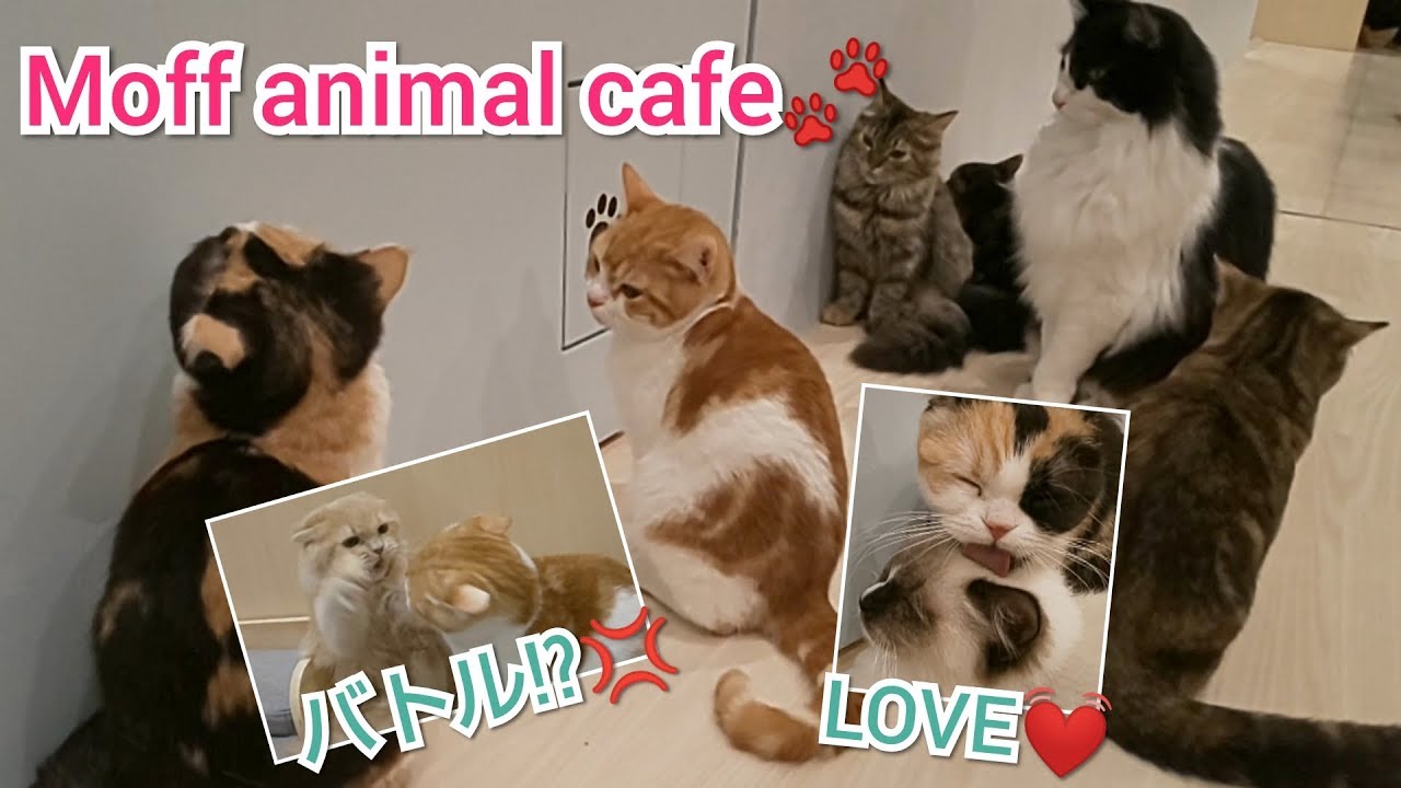 猫猫猫😍萌え萌え💕～Moff animal cafe(南町田店)～