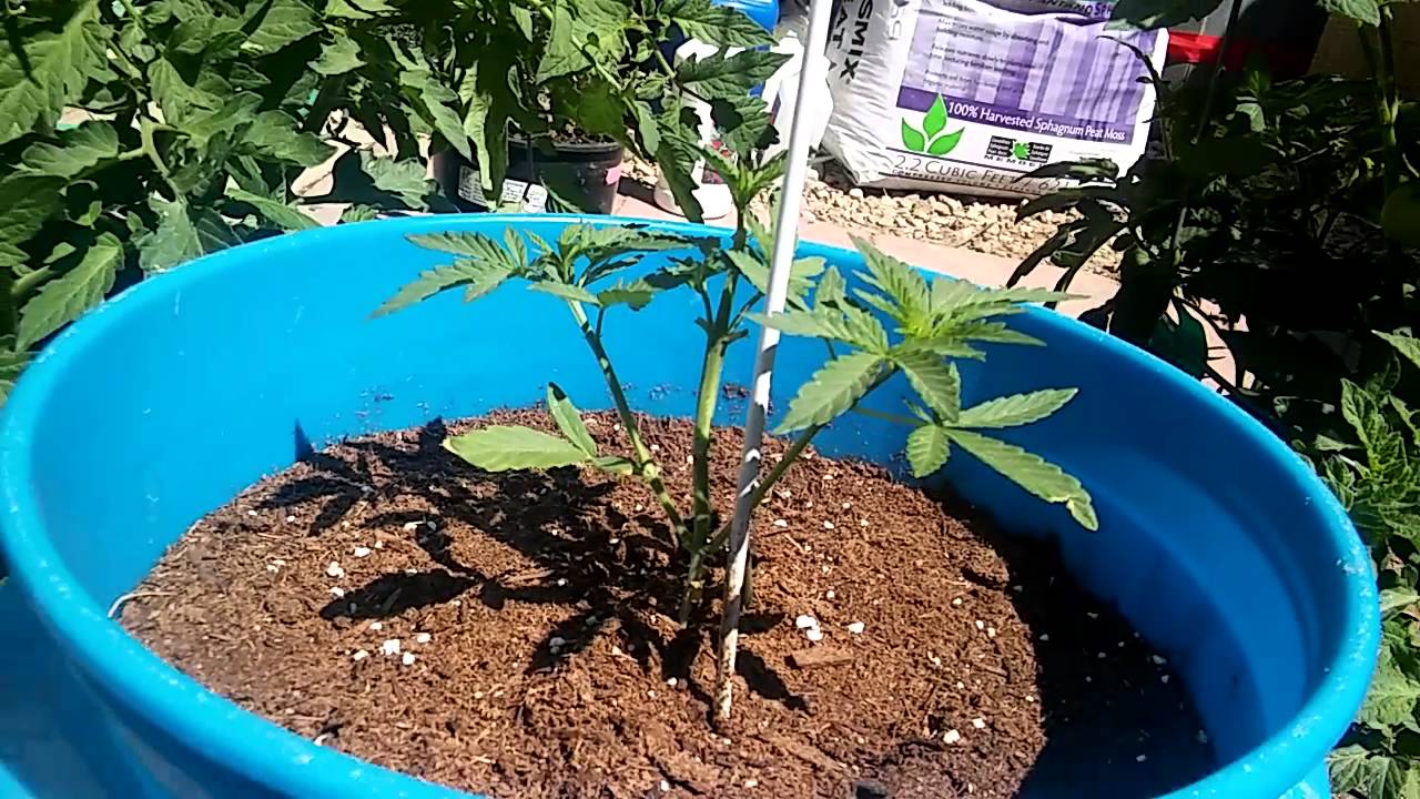 Lemon Kush / Incredible Bulk/ WW&times;BB