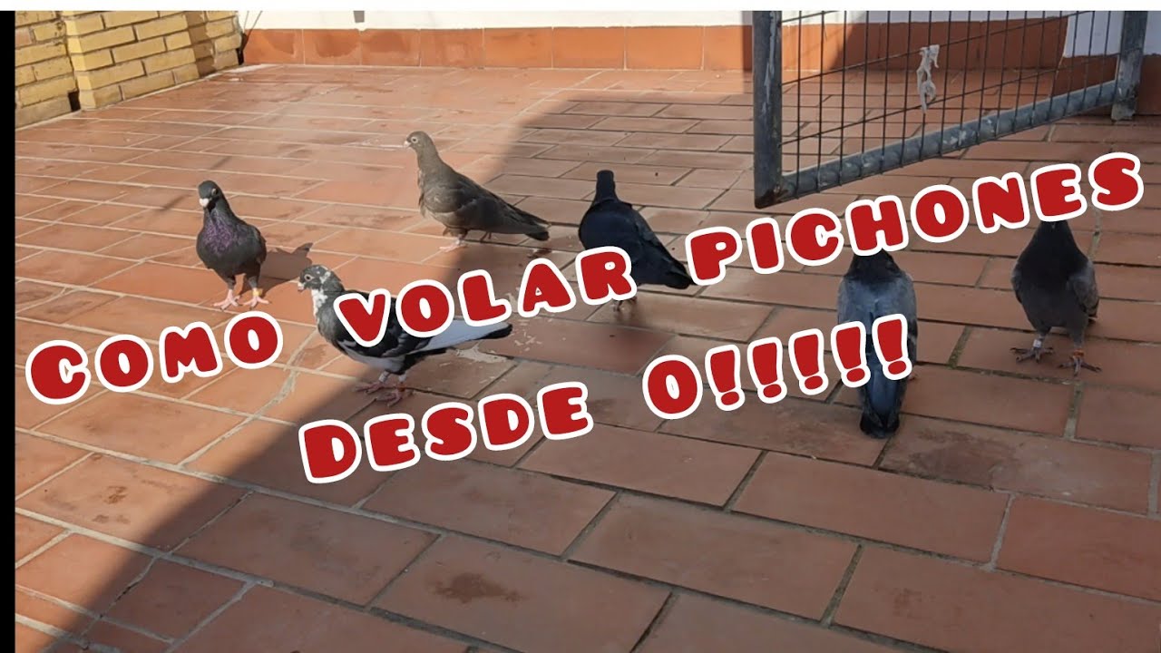 ¡ SI ERES PRINCIPIANTE EN LAS PALOMAS MIRA ESTE VIDEO !  ¿ COMO VOLAR PICHONES ?