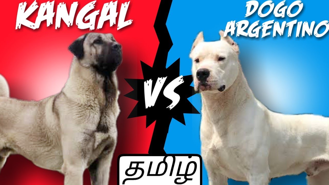 Dogo argentino can win kangal? | kangal vs dogo argentino | comparison | powerful breeds | Tamil