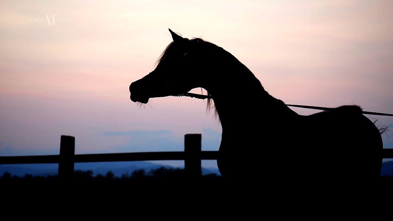 Arabian Horse Magazine -SULTAN AL ZOBARA - Abhaa Arabians