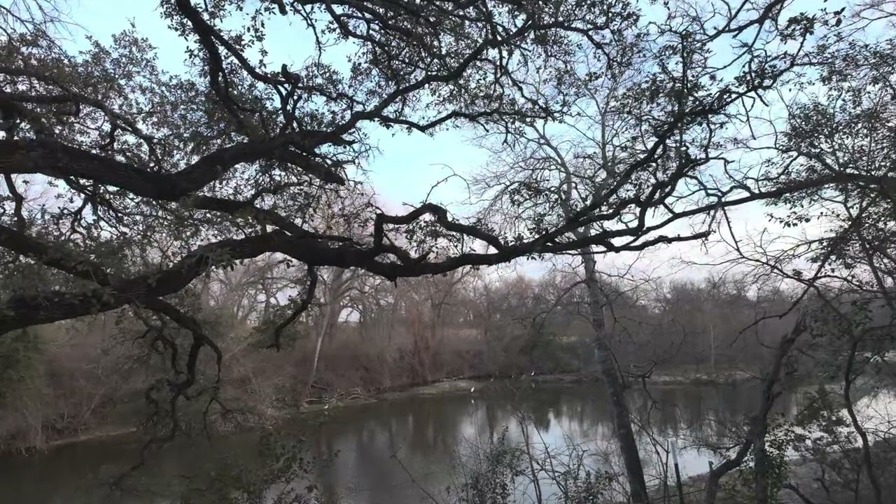 Cranes on Brushy Creek in Round Rock, TX