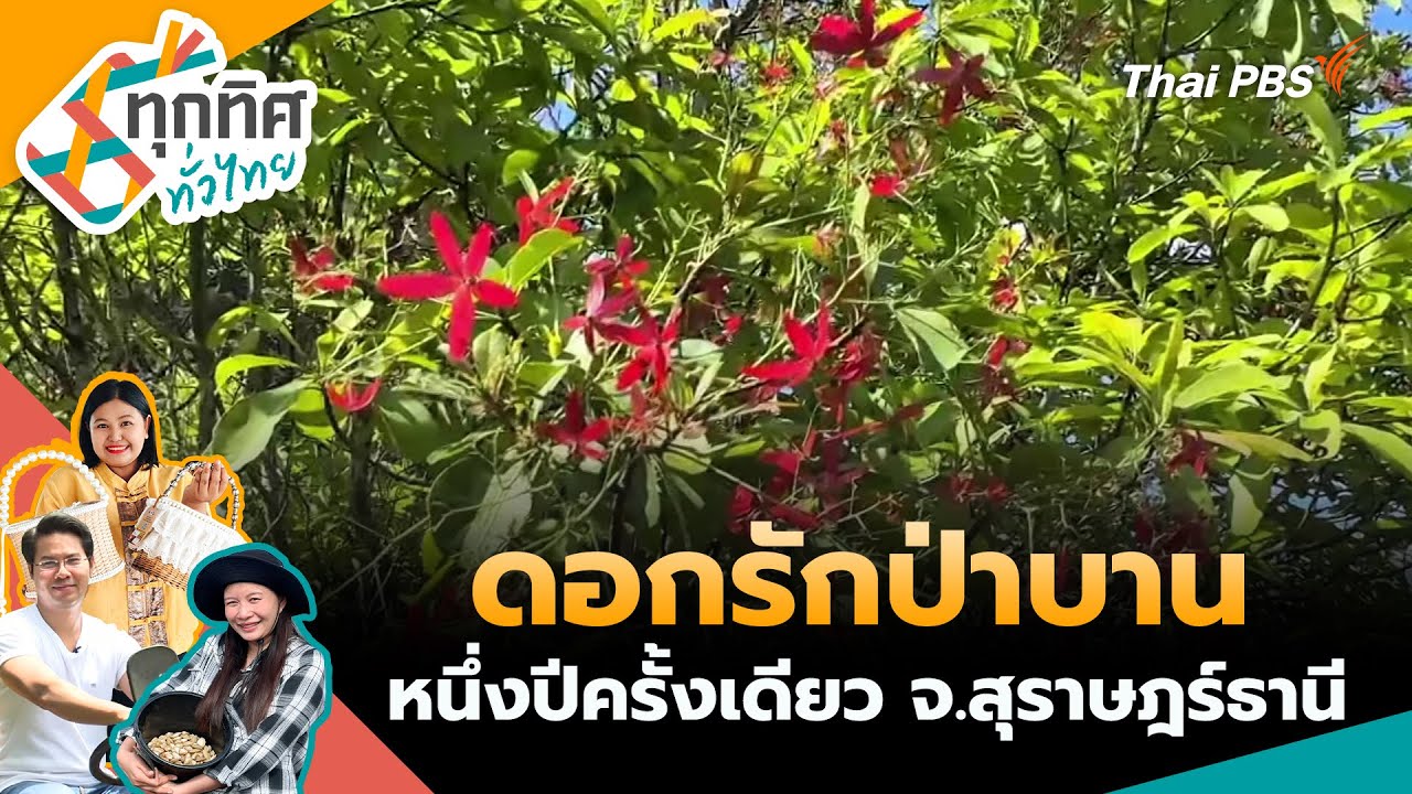 ดอกรักป่าบานหนึ่งปีครั้งเดียว จ.สุราษฎร์ธานี | ทุกทิศทั่วไทย | 29 ม.ค. 69