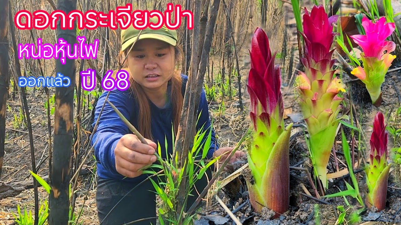 เข้าป่าหาหาดอกกระเจียวป่า หน่อไม้หุ้นไฟครั้งเเรกของปี68