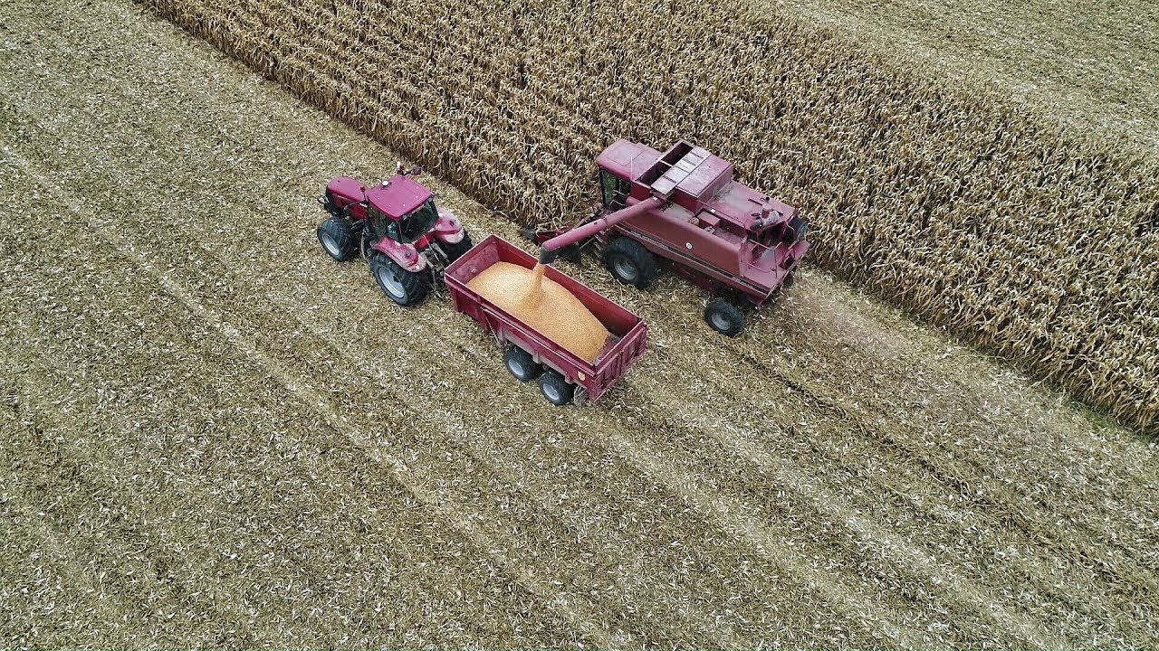Moisson maïs grain 2017 / Case axial