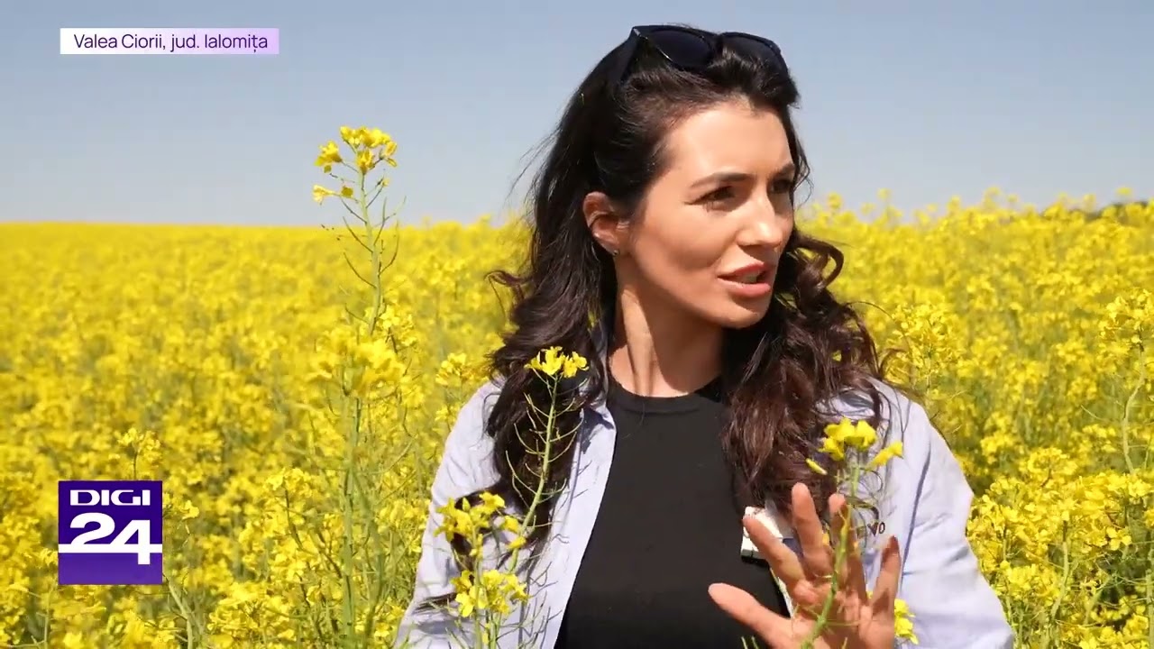 Secretul unei culturi de rapita de peste 4 tone/ha | Nutritie la sol si foliara