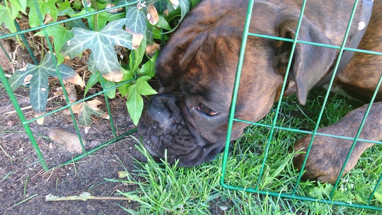 UPDATE! Rex Recovery Progress And Sammie The Escape Artist! Also: THANK YOU - 16.000 Followers!!!