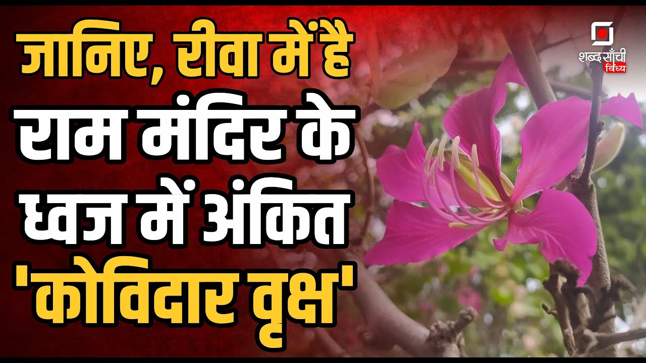 Ayodhya Ram Mandir Dharmadhwaj | रीवा में है 'कोविदार वृक्ष' | Kovidara tree | Rewa MP | Ram Mandir