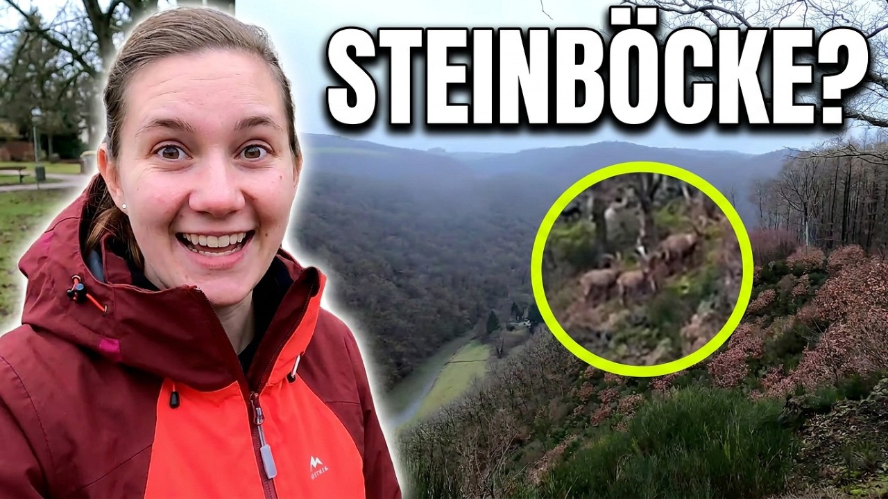 Falsche Steinböcke, super Laune und ein kleines Abenteuer: WesterwaldSteig Etappe 15 Anfang Februar