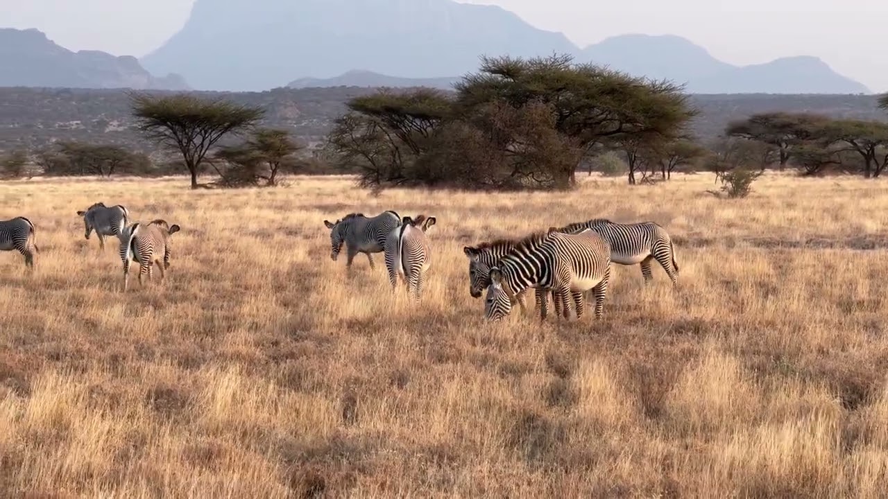 Kenya Trip - Drive Three - Zebras Mating