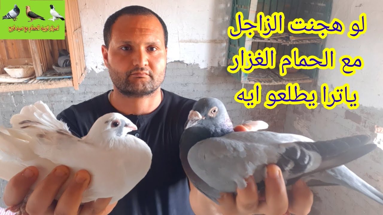 تهجين الحمام الزاجل #الحمام الغزار #إنتاج افضل حمام للنش #حمام ناصح لنش التماسي#مافيش خصم يمسك حمامك