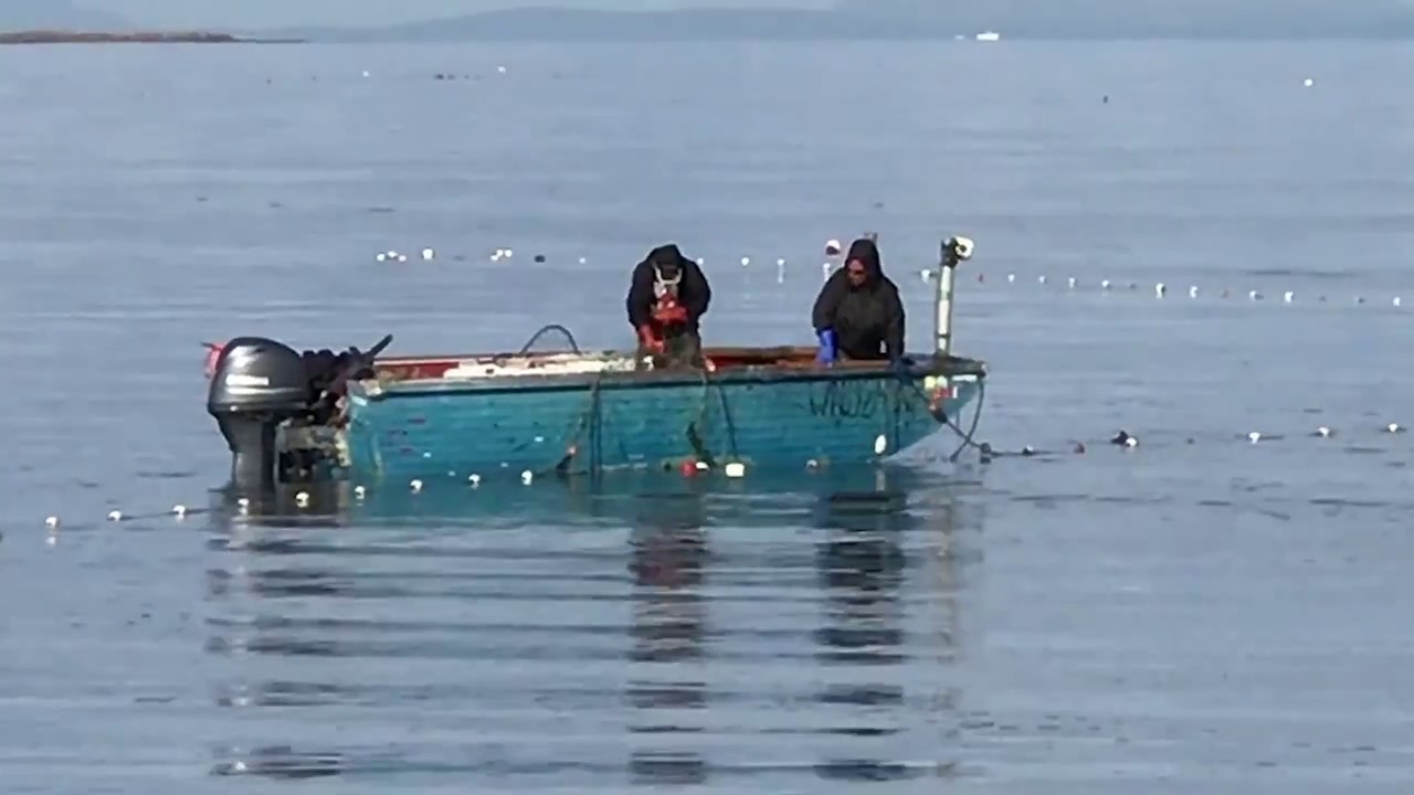 Gillnet Fishing in Dungeness Bay