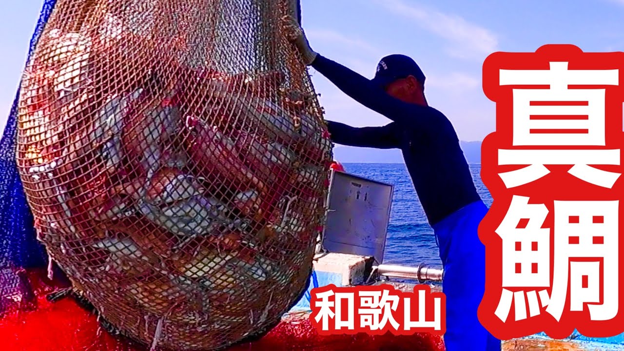 網にパンパンの真鯛【漁師】真鯛一撃❗️感が的中❗️彼岸に大漁❗️和歌山県箕島漁港
