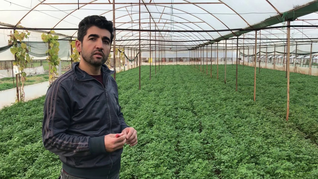 Maydanoz Yetiştiriciliği