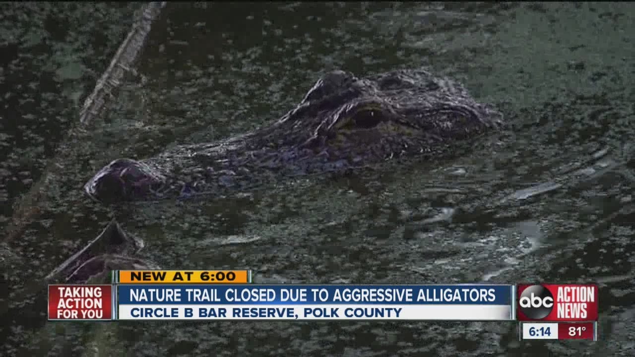 Alligators cause Polk trail closure