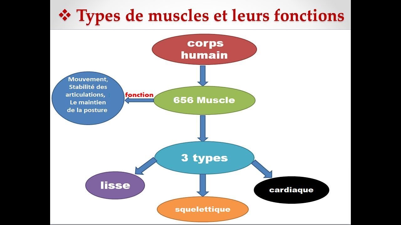 les différents types de muscles du corps humain