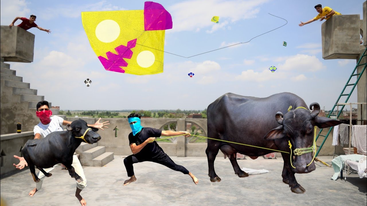 Kite Flying & Catch baby Cow 🐮