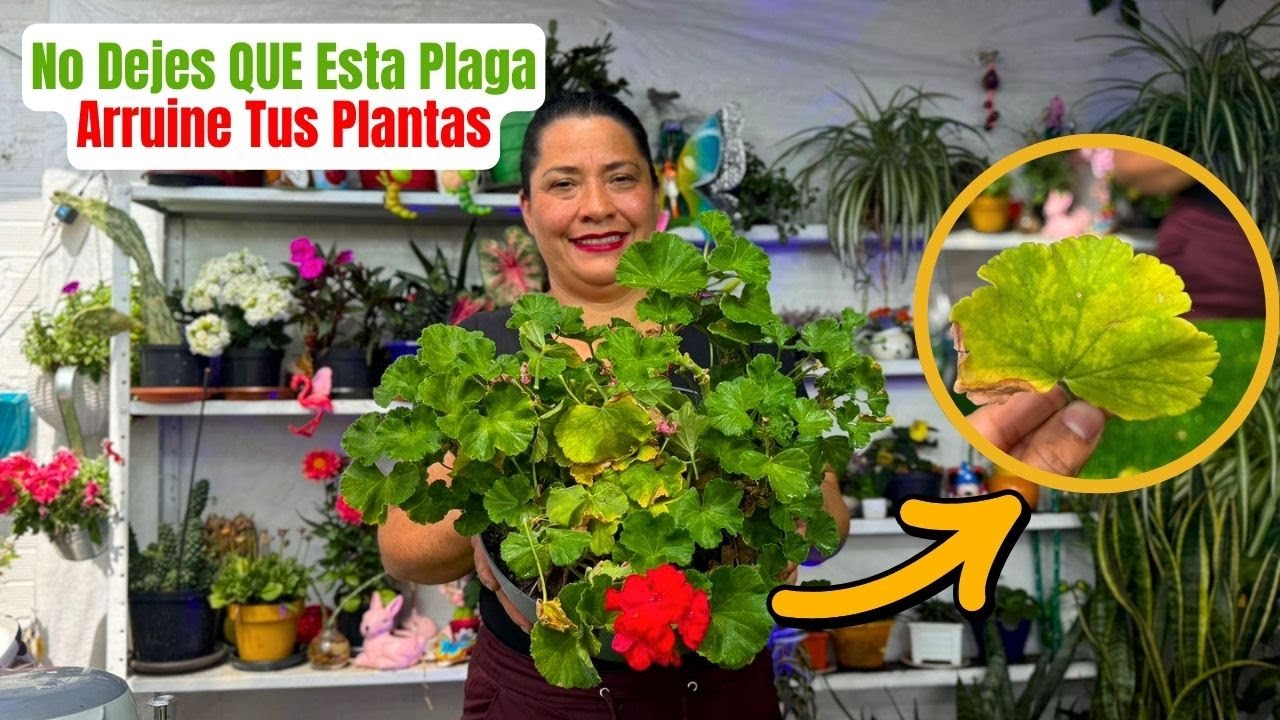 Elimina Roya De Los Geranios Con Este Secreto Jardinero