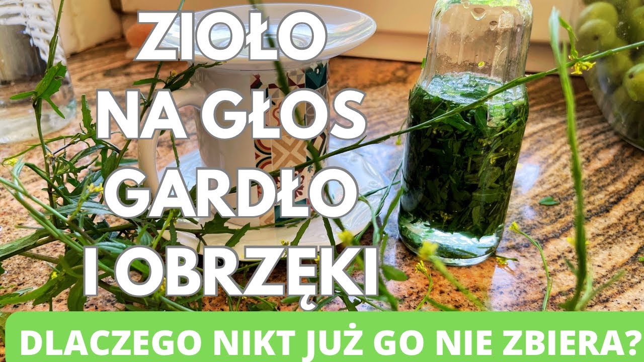 Zioło na głos, gardło i obrzęki. Dlaczego nikt już go nie zbiera? Stulisz lekarski.