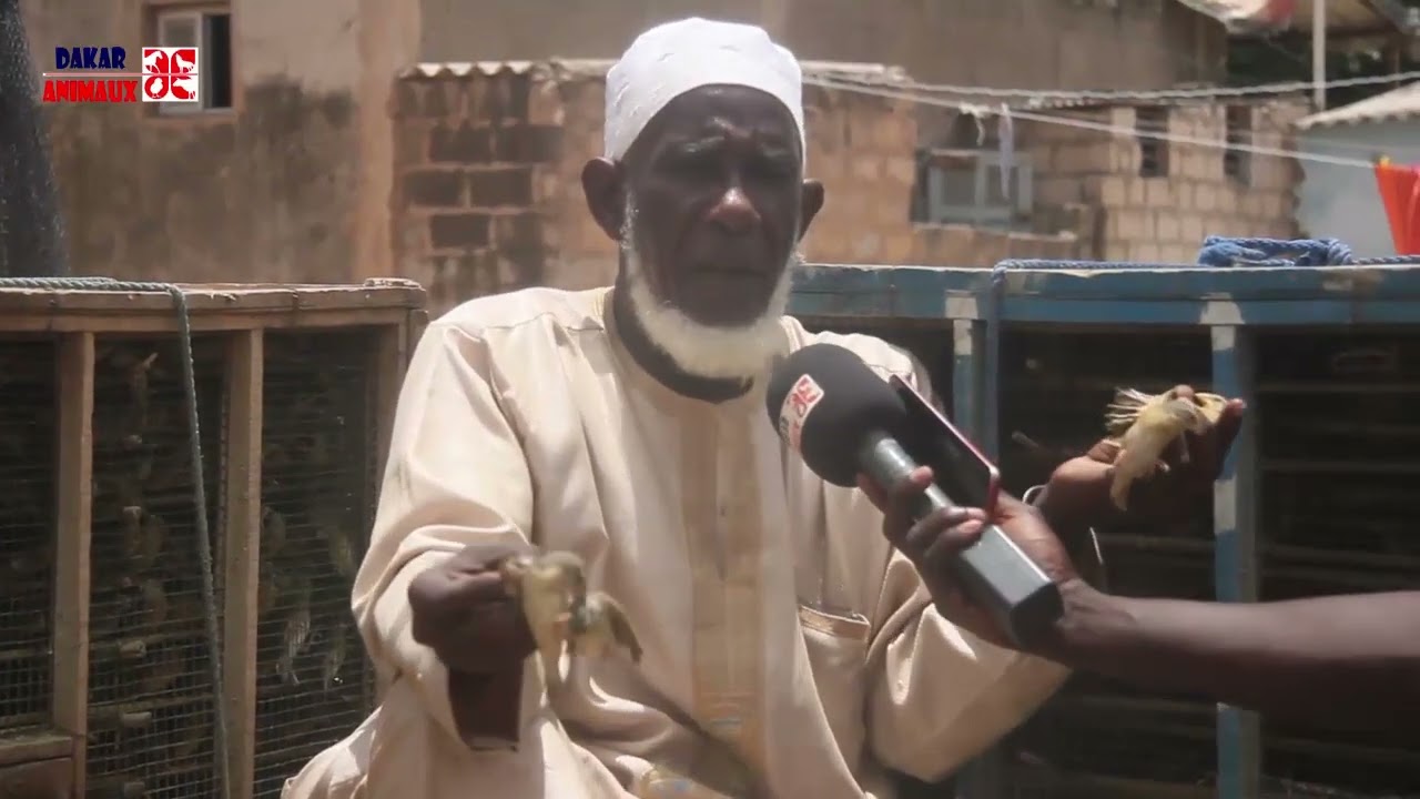 Yahya Diallo (fils de Diallo pithie), un vendeur d'oiseaux pas comme les autres