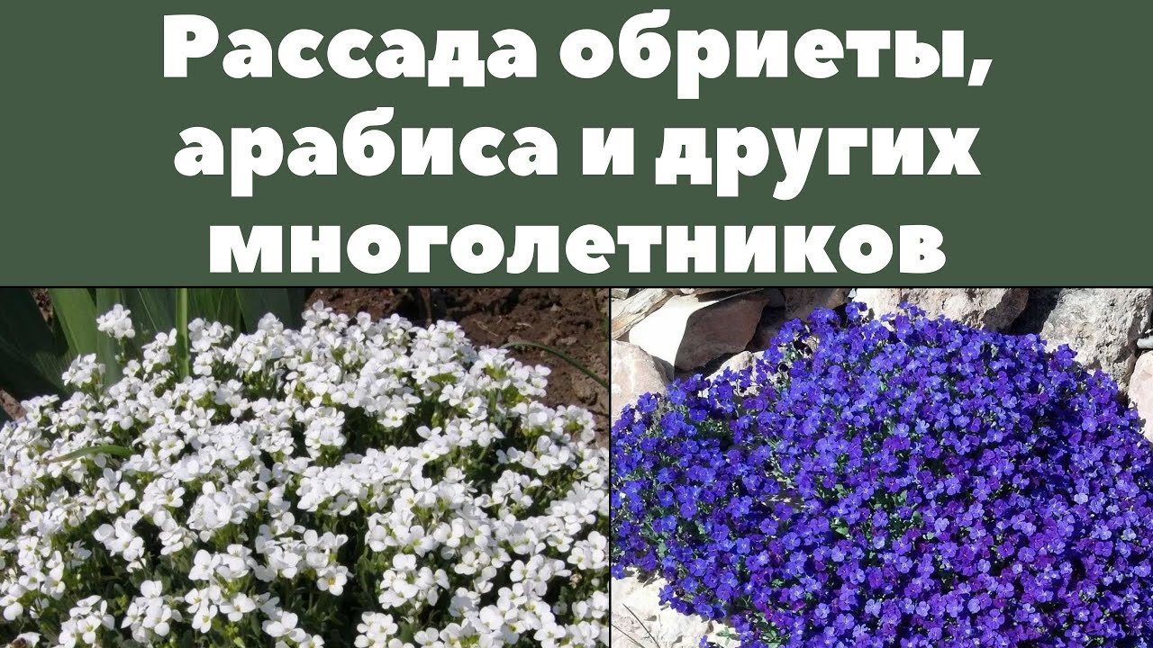 Рассада обриеты, арабиса, гипсофилы и других многолетников.