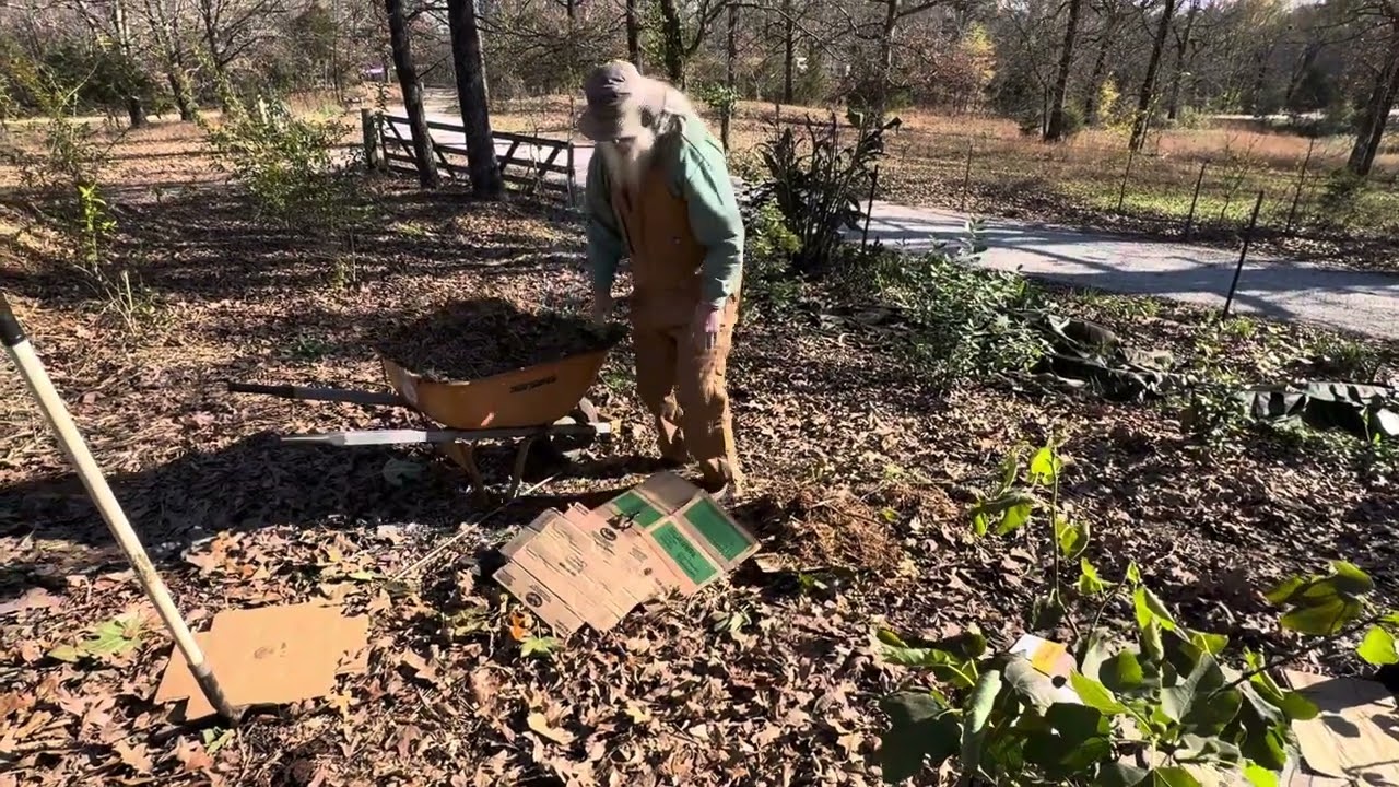 Winterizing Small Fig Trees w Mr. Figs