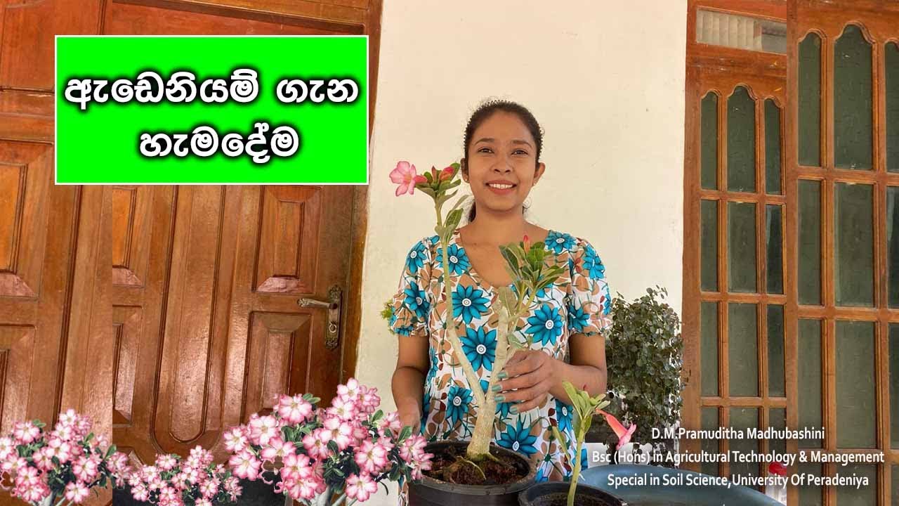 Adenium Plant Care / ඇඩේනියම්/ ජපන් අරලිය / Complete Guide to Growing Adenium in Sinhala 2024 🌸🌼🪴