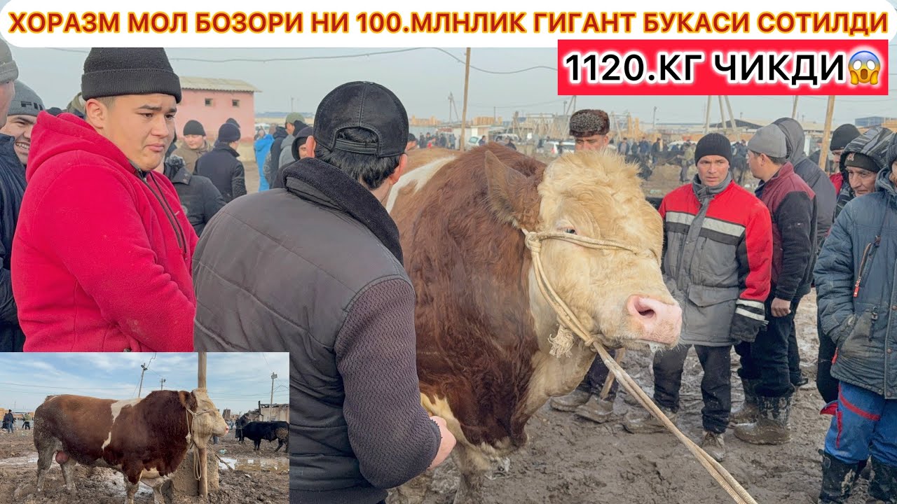 ХОРАЗМ МОЛ БОЗОРИ НИ 100.МЛНЛИК ГИГАНТ БУКАСИ СОТИЛДИ 1120.КГ ЧИКДИ😱 15-февраль 2026 г.
