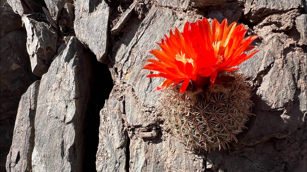 Cactaceas de los Cerros de Salta | Lobivia saltensis, Parodia glischrocarpa, Leucostele terscheckii